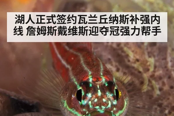 湖人正式签约瓦兰丘纳斯补强内线 詹姆斯戴维斯迎夺冠强力帮手